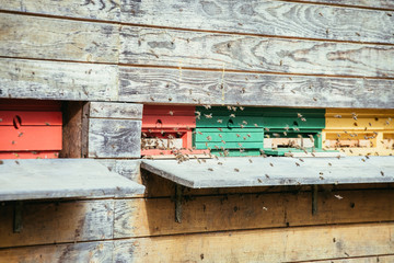 Bees hive: Flying to the landing boards