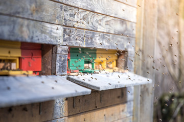 Bees hive: Flying to the landing boards