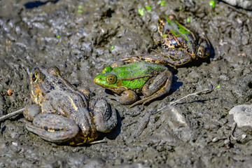 frogs in mud