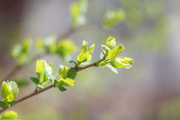 Close-up photo of spring young fresh leaves on tree branches with buds, soft focus and blur background. Concept of new life.