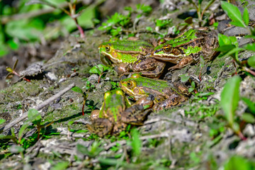 frogs in mud