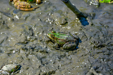 frogs in mud