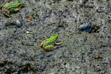 frogs in mud