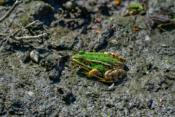 frogs in mud