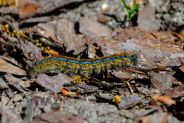 caterpillar on the ground