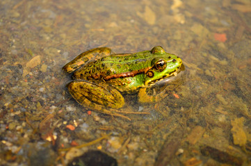 Green frog in muddy water