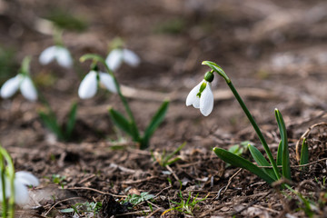 Snowdrops, first spring flower in a sun light. selective focus.