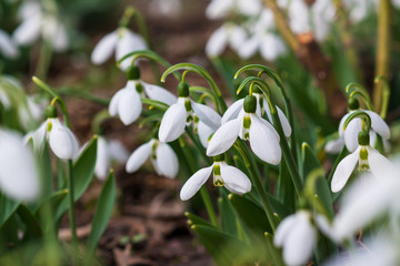 Snowdrops, first spring flower in a sun light. selective focus.