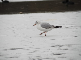 Oh it is cold at the feet