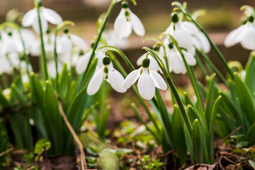 Snowdrops, first spring flower in a sun light. selective focus.