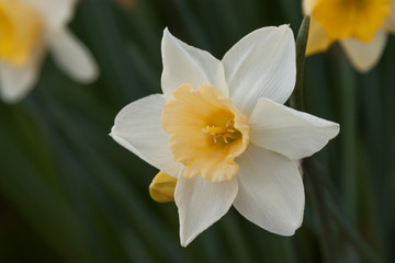 white peach cup daffodil