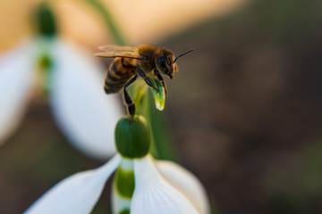 Closeup of a bee on a white snowdrop.