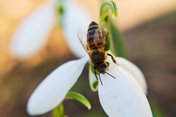 Closeup of a bee on a white snowdrop.