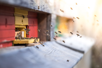 Fototapeta na wymiar Bees hive: Flying to the landing boards