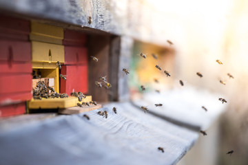 Bees hive: Flying to the landing boards