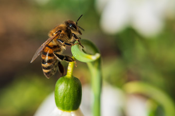 Closeup of a bee on a white snowdrop.