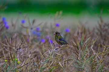 bird and blue flowers in the field