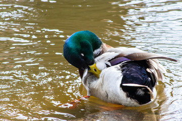 Mallard picking at his feathers