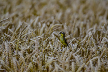 skylark in cornfield