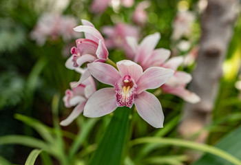 colorful orchid blossom