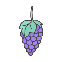hand drawn color grapes illustration. Vector illustration isolated on white background.