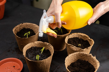 Girl watering seedlings planted in peat pots. Growing seedlings.