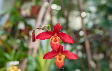 Fototapeta premium colorful orchid blossom