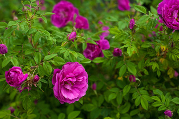 Pink roses with buds on a background of a green bush in the garden. Beautiful pink flowers in the summer garden. Bush of purple roses close up.