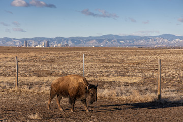 Buffalo in the Rocky Mountain Arsenal Wildlife Refuge, near Denver, Colorado, USA.