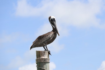 pelican on post