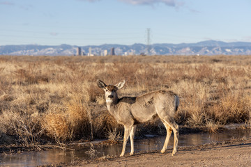 Naklejka na ściany i meble Mule Deer Doe standing at a partially frozen water puddle with Denver in the background. Taken at the Rocky Mountain Arsenal, Colorado, USA.