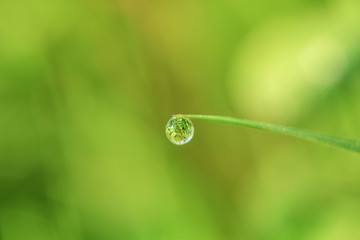 Beautiful close-up of dew diamond drops on grass with variable focus and blurred green background in the rays of the rising sun. Blur and soft focus.
