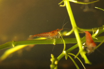 red little shrimp