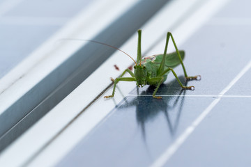 grasshopper to photovoltaic panel