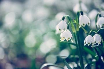 Obraz na płótnie Canvas Snowdrop flowers in the evening, blurry background