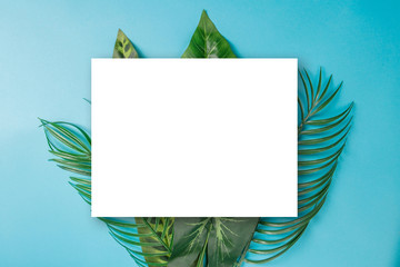 Palm leaves background concept.