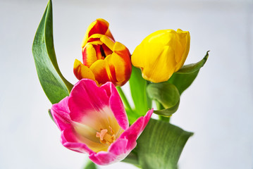 Spring colorful tulips bouquet on white background. Easter and spring greeting card for a International Women's Day.