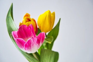 Spring colorful tulips bouquet on white background. Easter and spring greeting card for a International Women's Day.