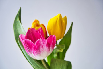 Spring colorful tulips bouquet on white background. Easter and spring greeting card for a International Women's Day.