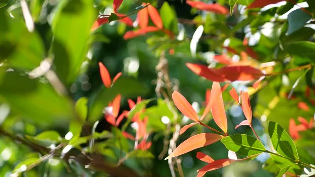 Shaking red and green leaves of Brush Cherries or Lillipillies, also known as Christina plant, Syzygium Campanulatum, in the mid of a breezy day's afternoon sunlight