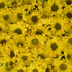 Yellow Daisy Background