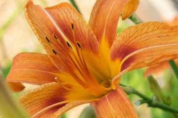 orange lily in the shade