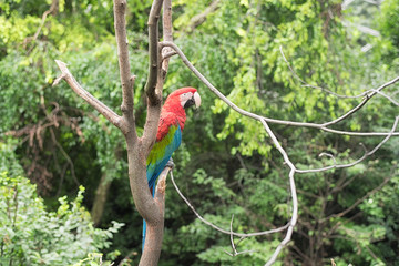Red Macau in Queens Zoo