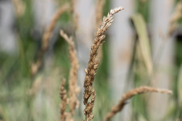 Flowers for a gift on the card