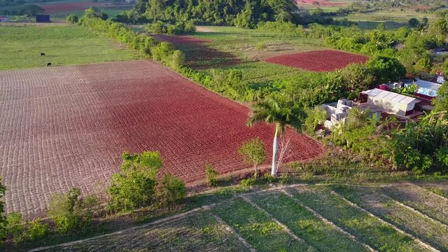 Aerial rotation around a palm tree on a farm in Vinales, Cuba on a sunny day