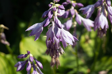 Flowers for a gift on the card