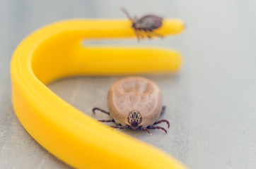Mite crawling on a yellow tweezers for removing ticks
