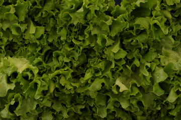 Green and fresh lettuce and color in the fruit market