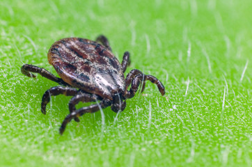 A dangerous parasite and infection carrier mite sitting on a green leaf