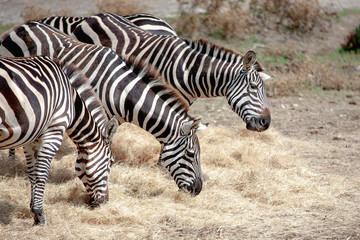 Fototapeta na wymiar Three zebra eating